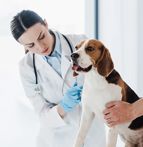 Halkapınar Veteriner